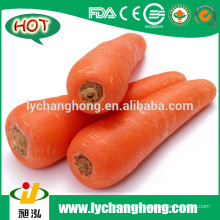2016 Nueva Zanahoria Roja Fresca de Shandong